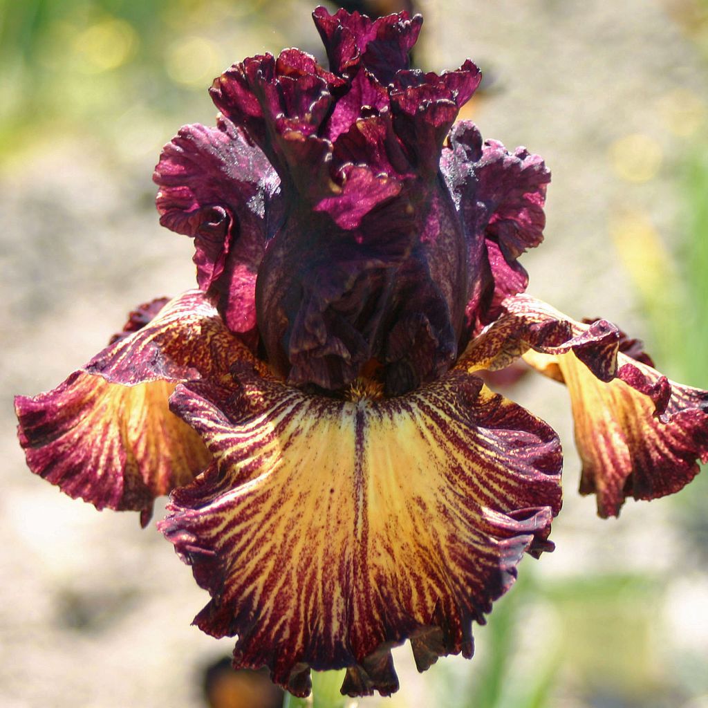 Iris germanica Drama Queen