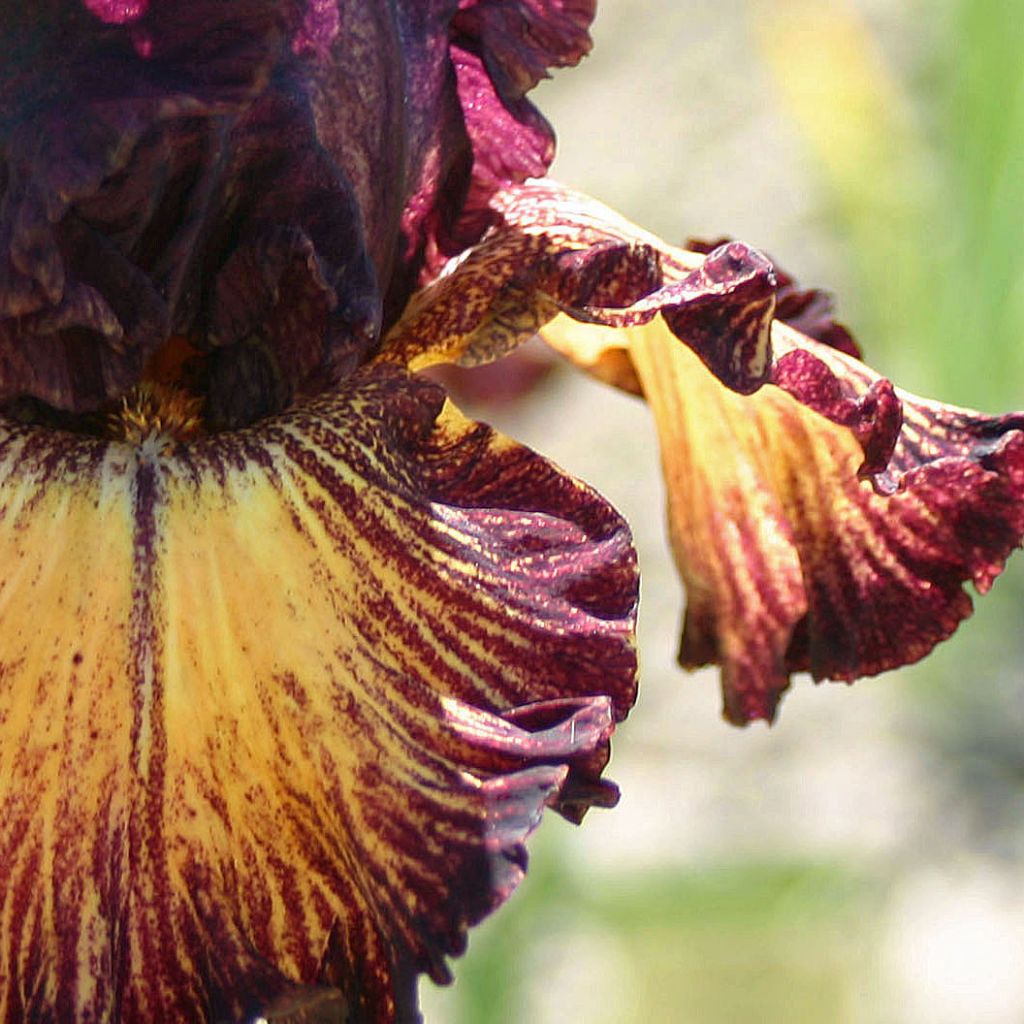 Iris germanica Drama Queen
