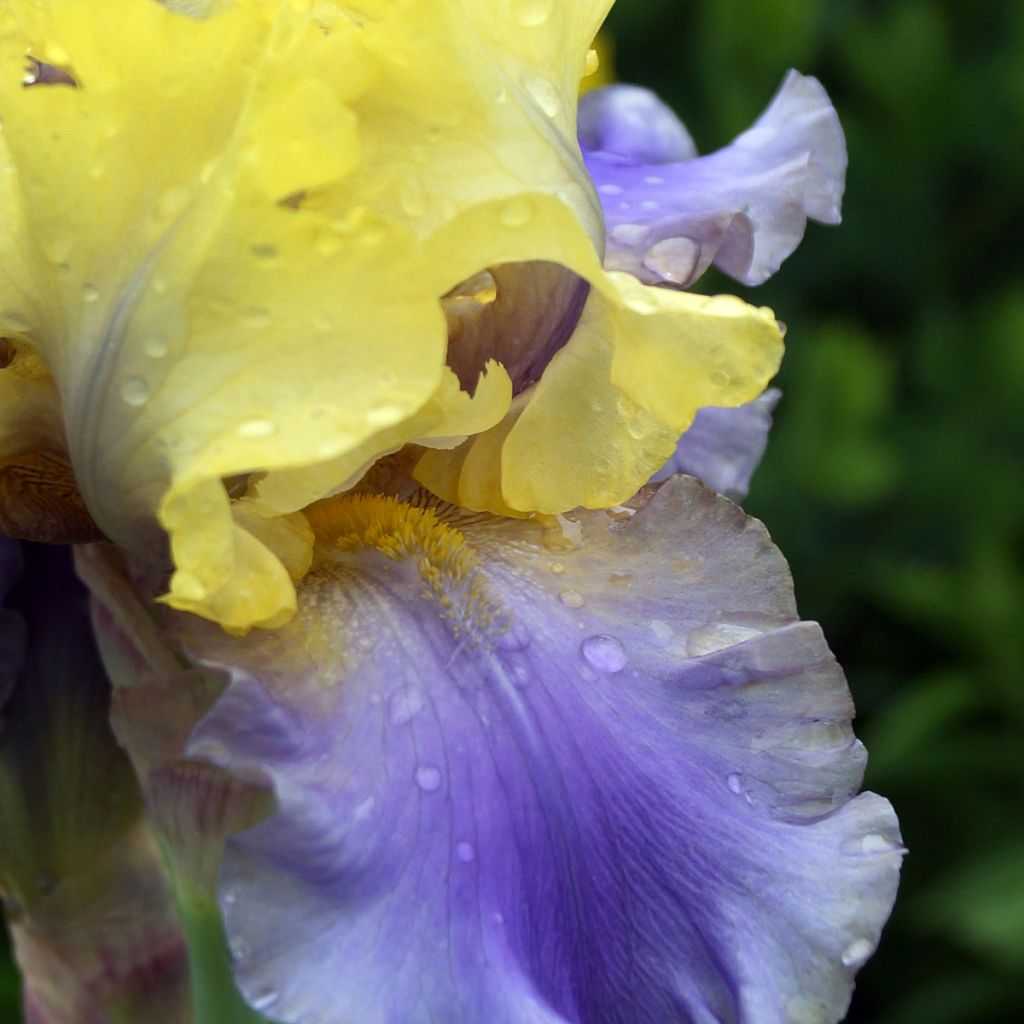 Iris germanica Edith Wolford - Bearded Iris