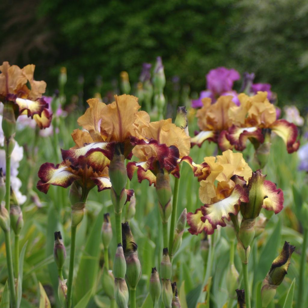 Iris germanica Flamenco - Iris des Jardins