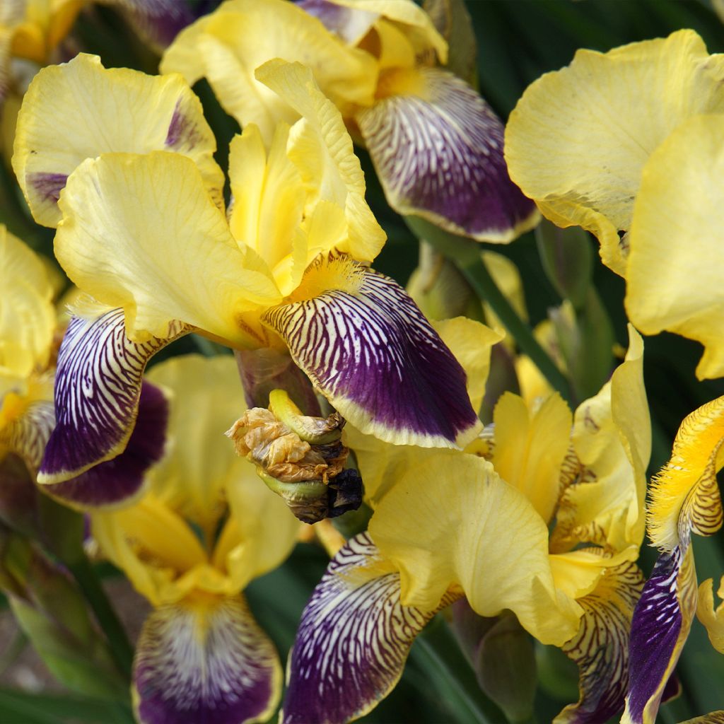 Iris germanica Flaming Dragon - Grand iris des jardins