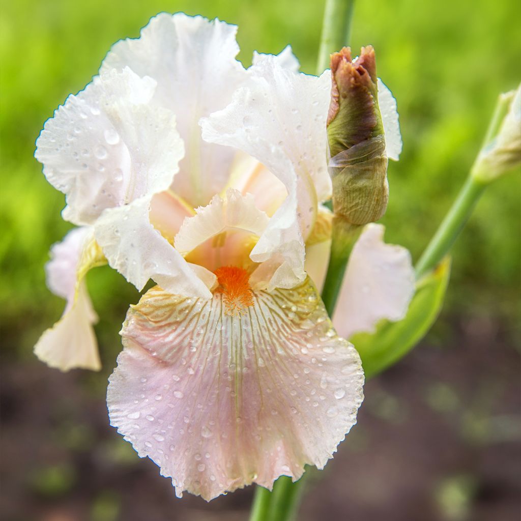 Iris germanica Frappé - Iris des Jardins remontant