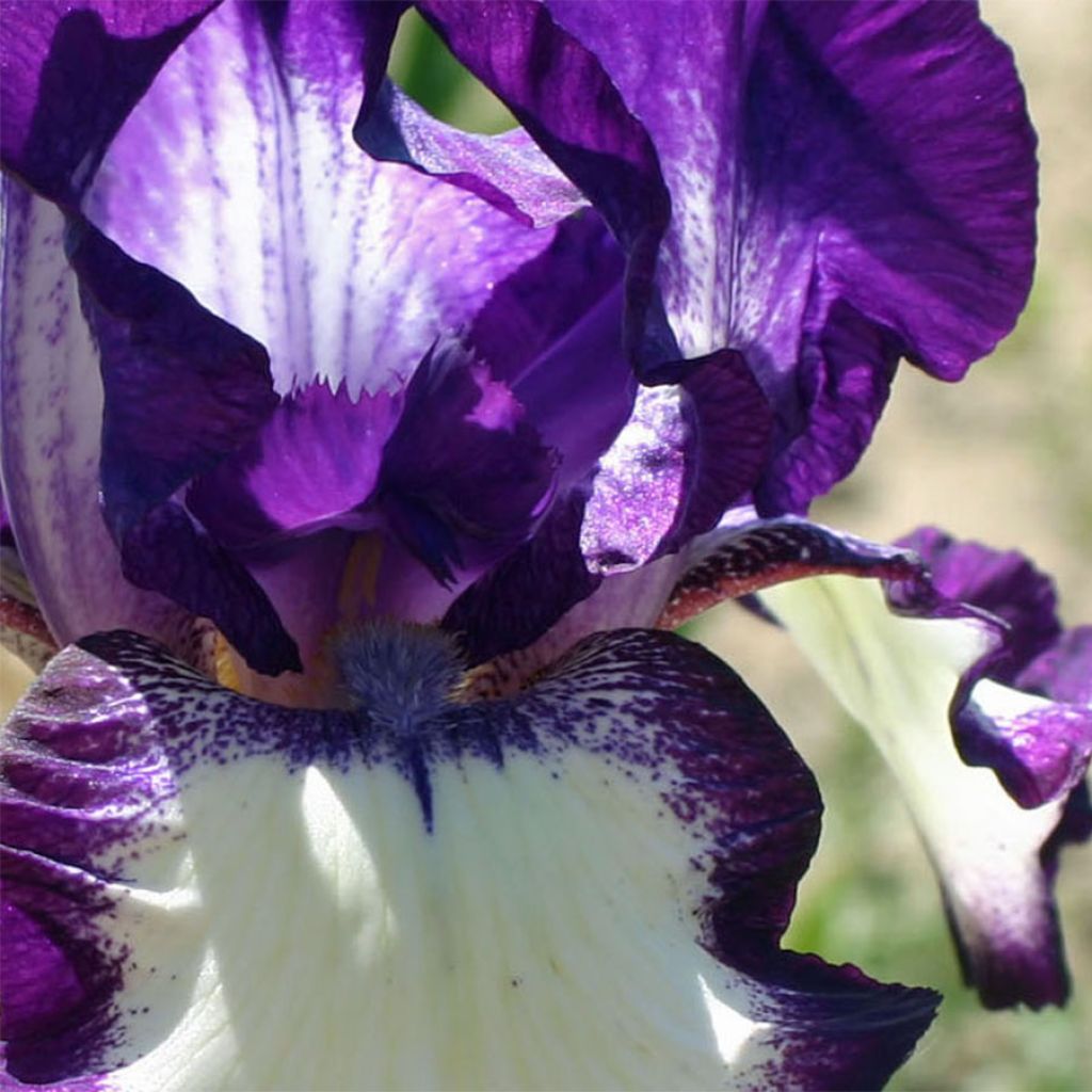 Iris germanica Going My Way - Bearded Iris