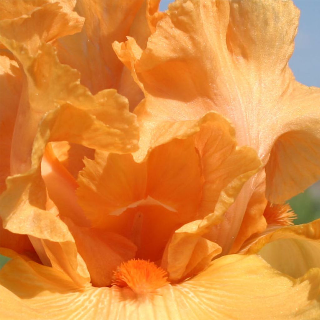 Iris germanica Good Show - Bearded Iris