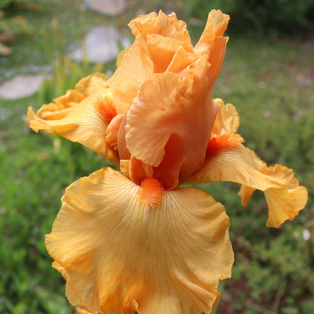 Iris germanica Good Show - Bearded Iris