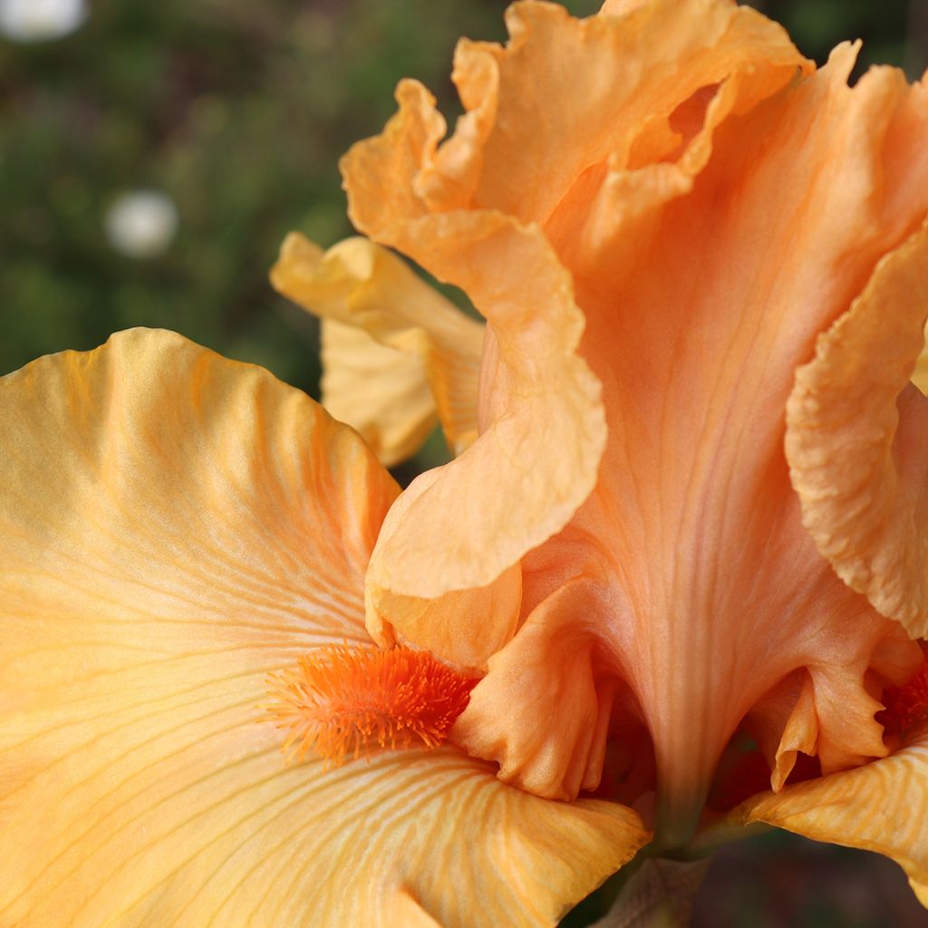 Iris germanica Good Show - Bearded Iris