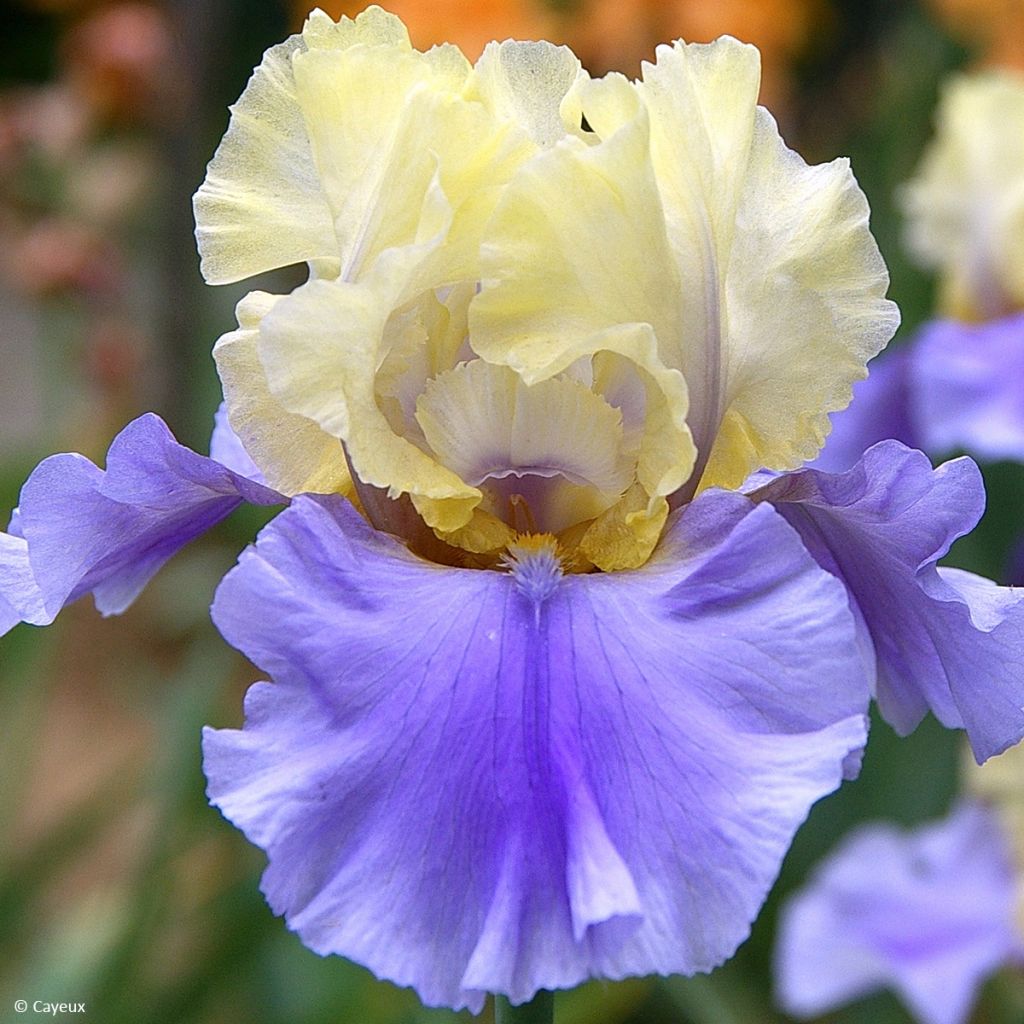 Iris germanica Haut les Voiles