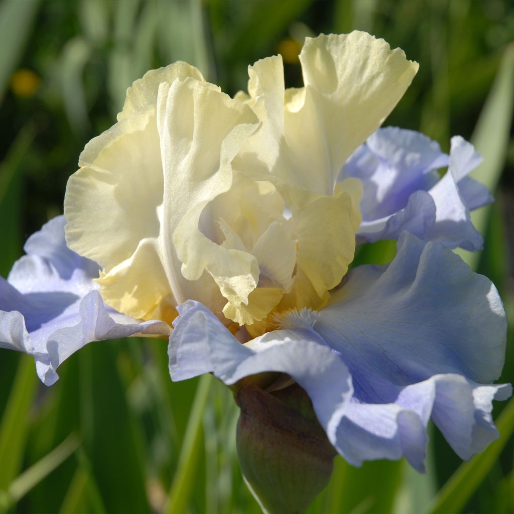 Iris germanica Haut les Voiles