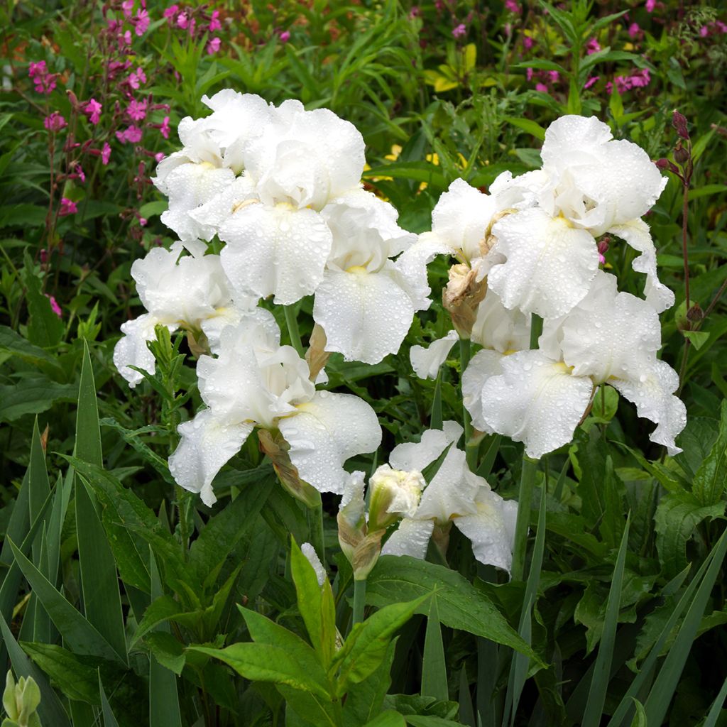 Iris germanica Immortality - Bearded Iris