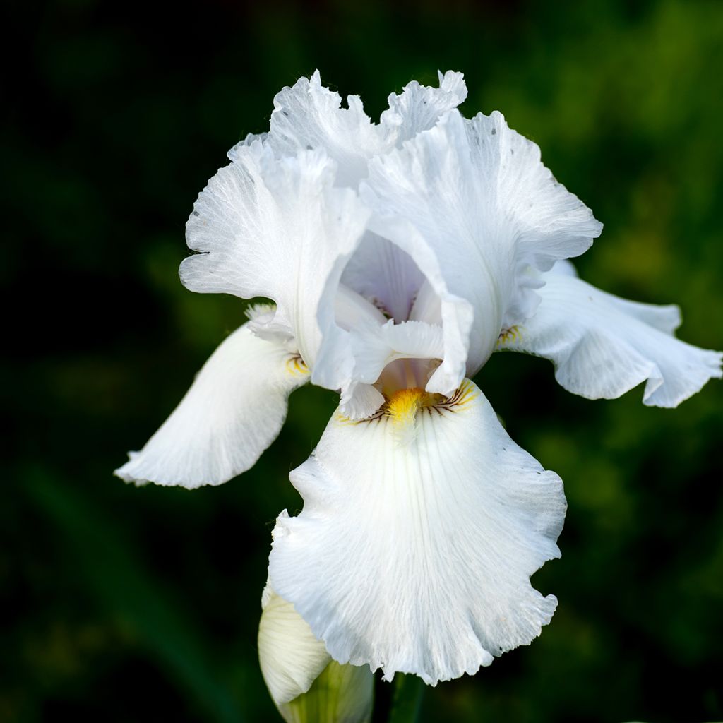 Iris germanica Immortality - Bearded Iris