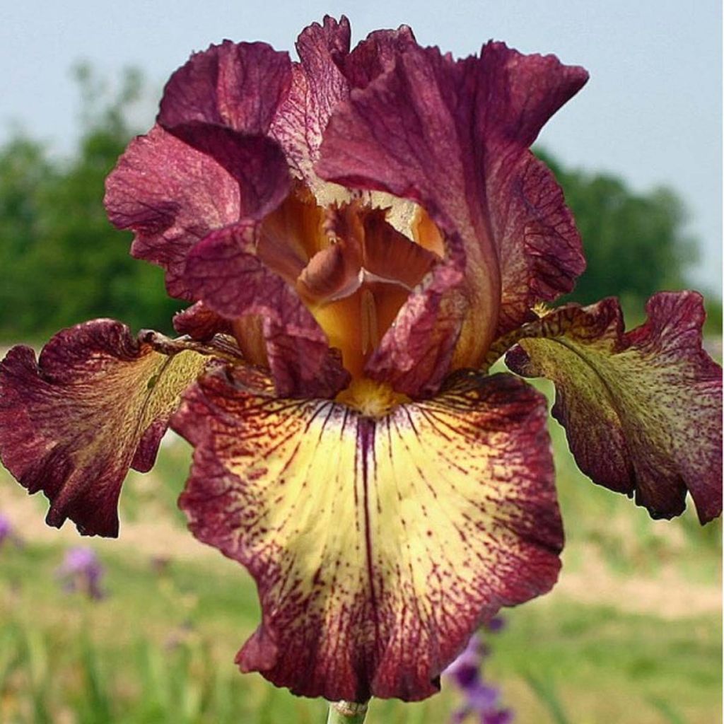 Iris germanica Innocent Star