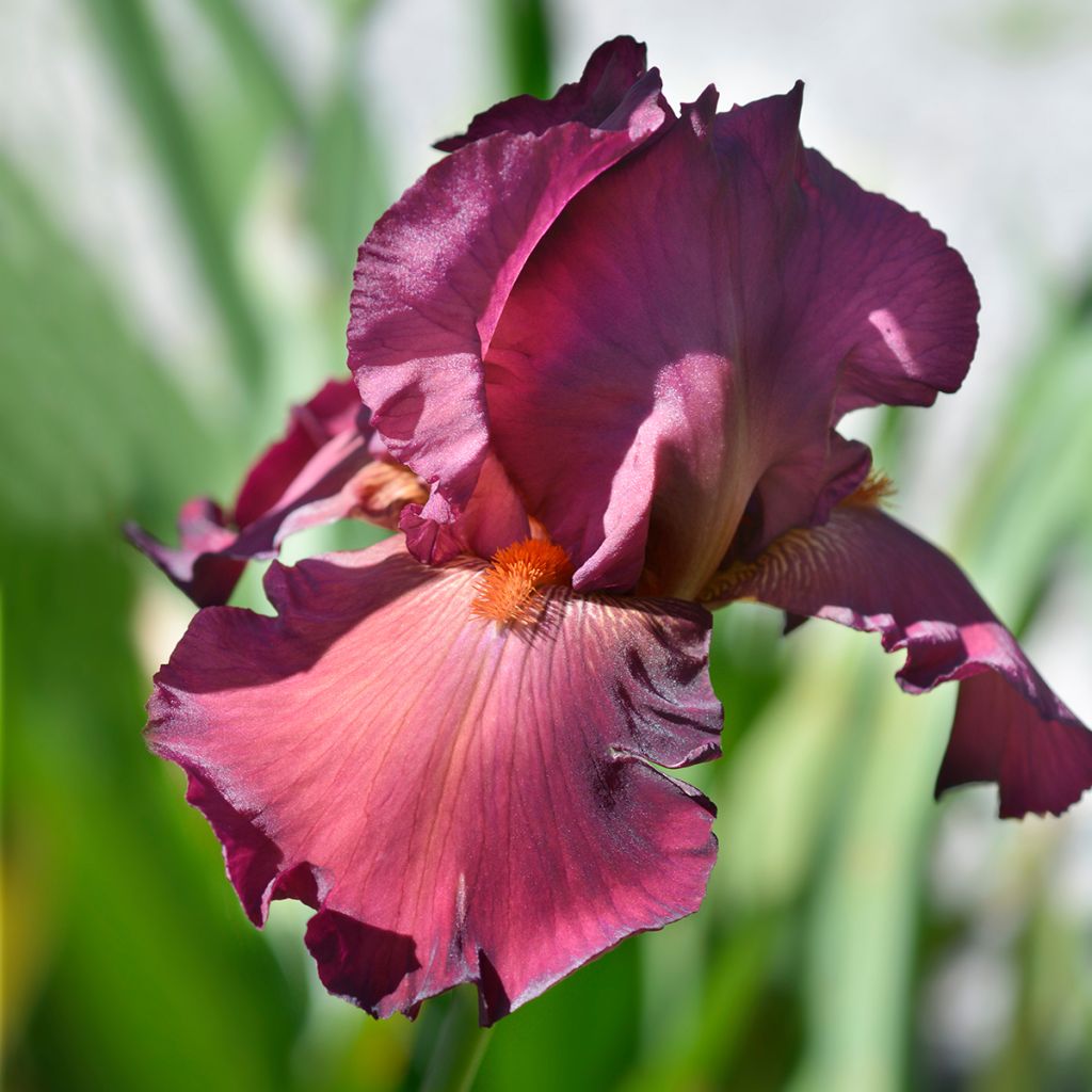 Iris germanica Lady Friend