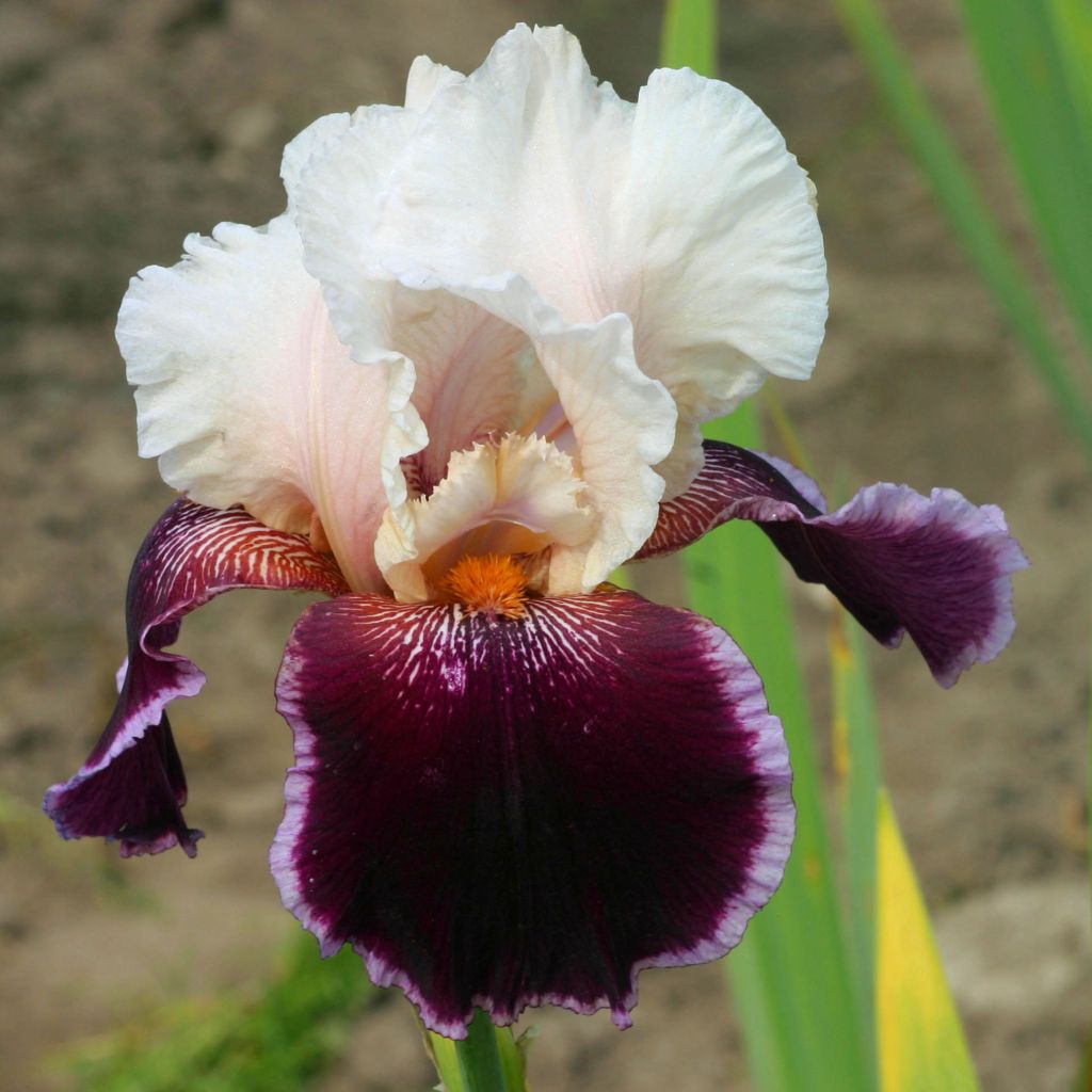 Iris germanica Latin Lady - Iris des Jardins