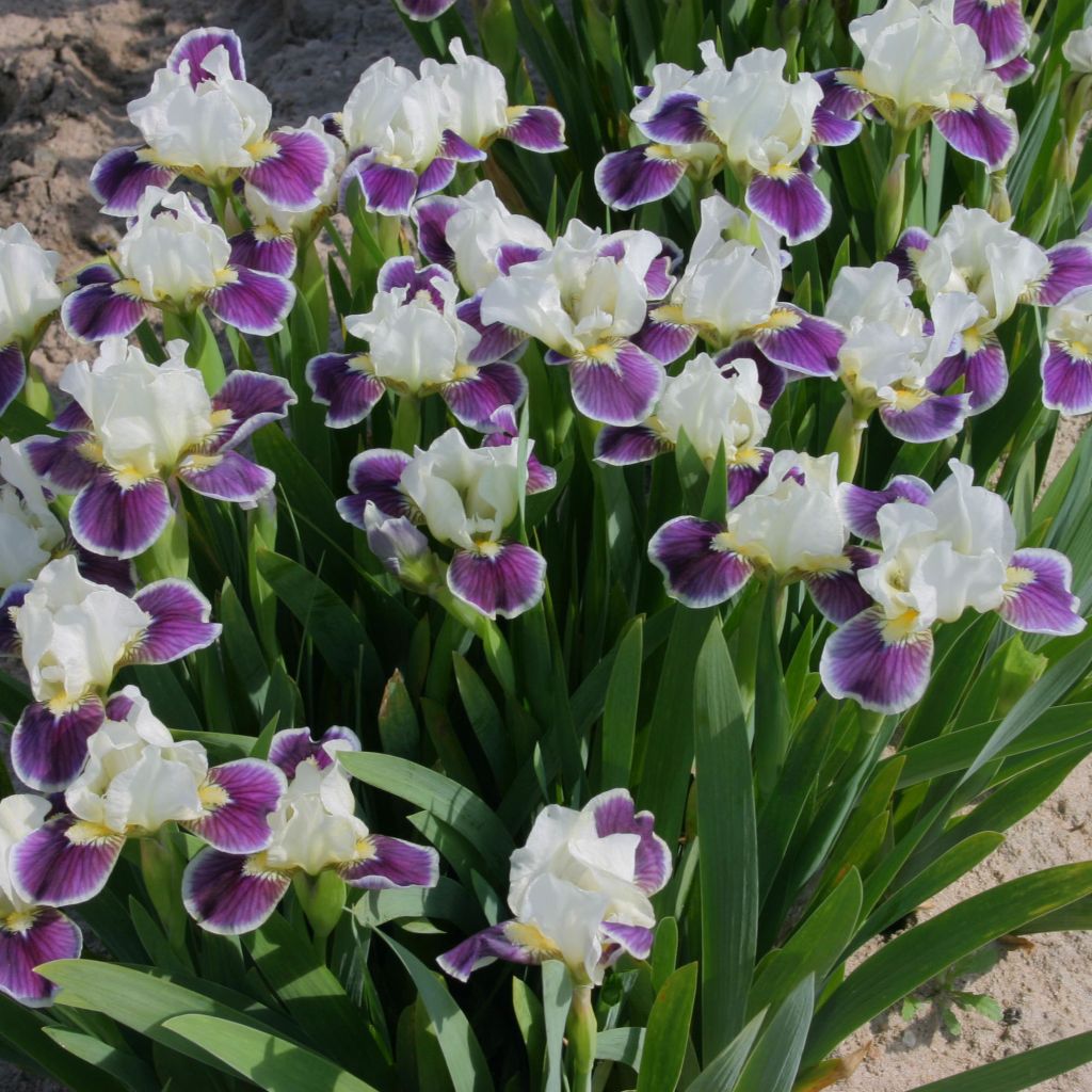 Iris germanica Making Eyes - Iris des Jardins Lilliput