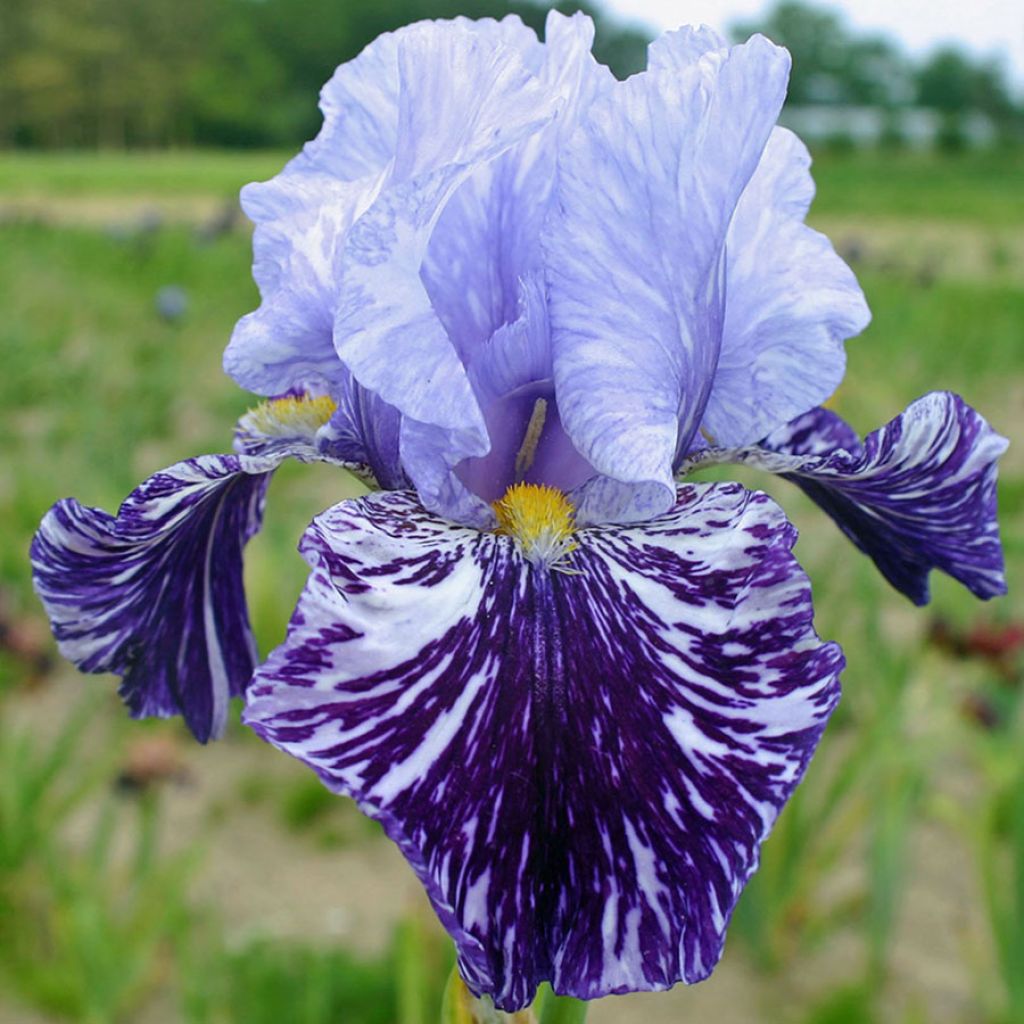 Iris germanica Millenium Falcon - Bearded Iris