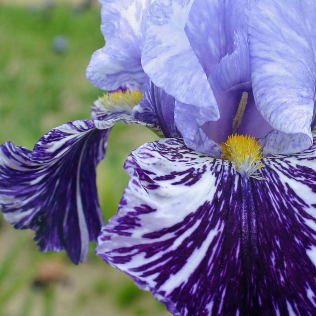 Iris germanica Millenium Falcon - Bearded Iris