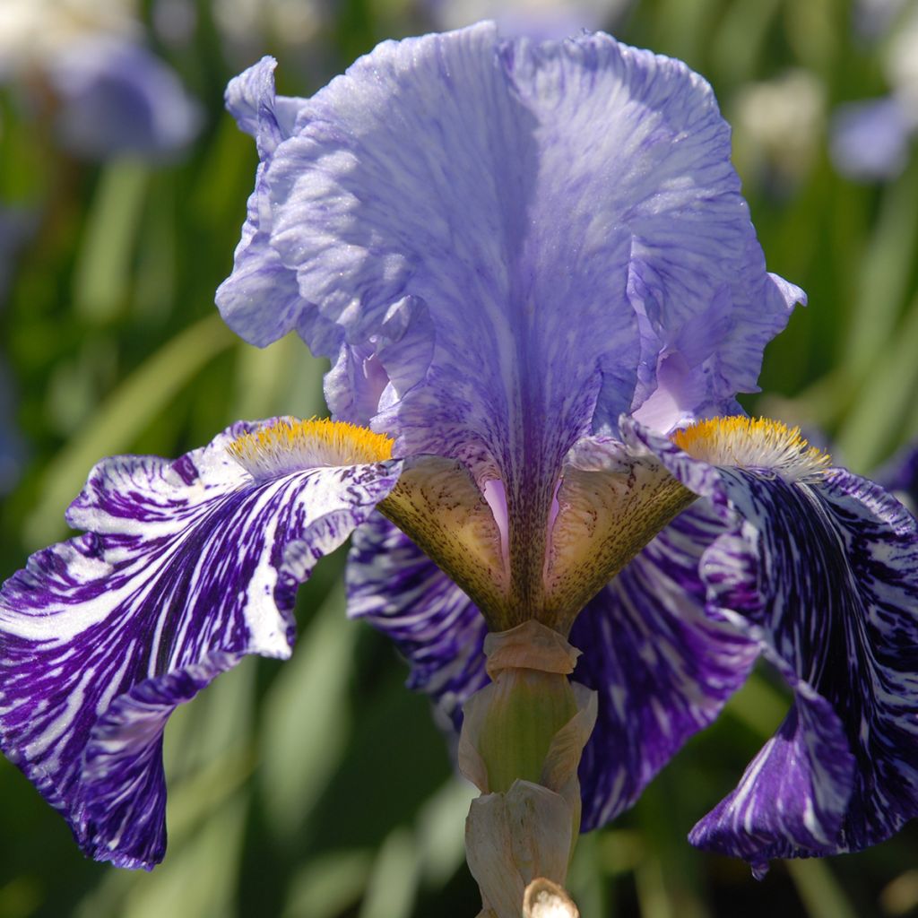 Iris germanica Millenium Falcon - Bearded Iris