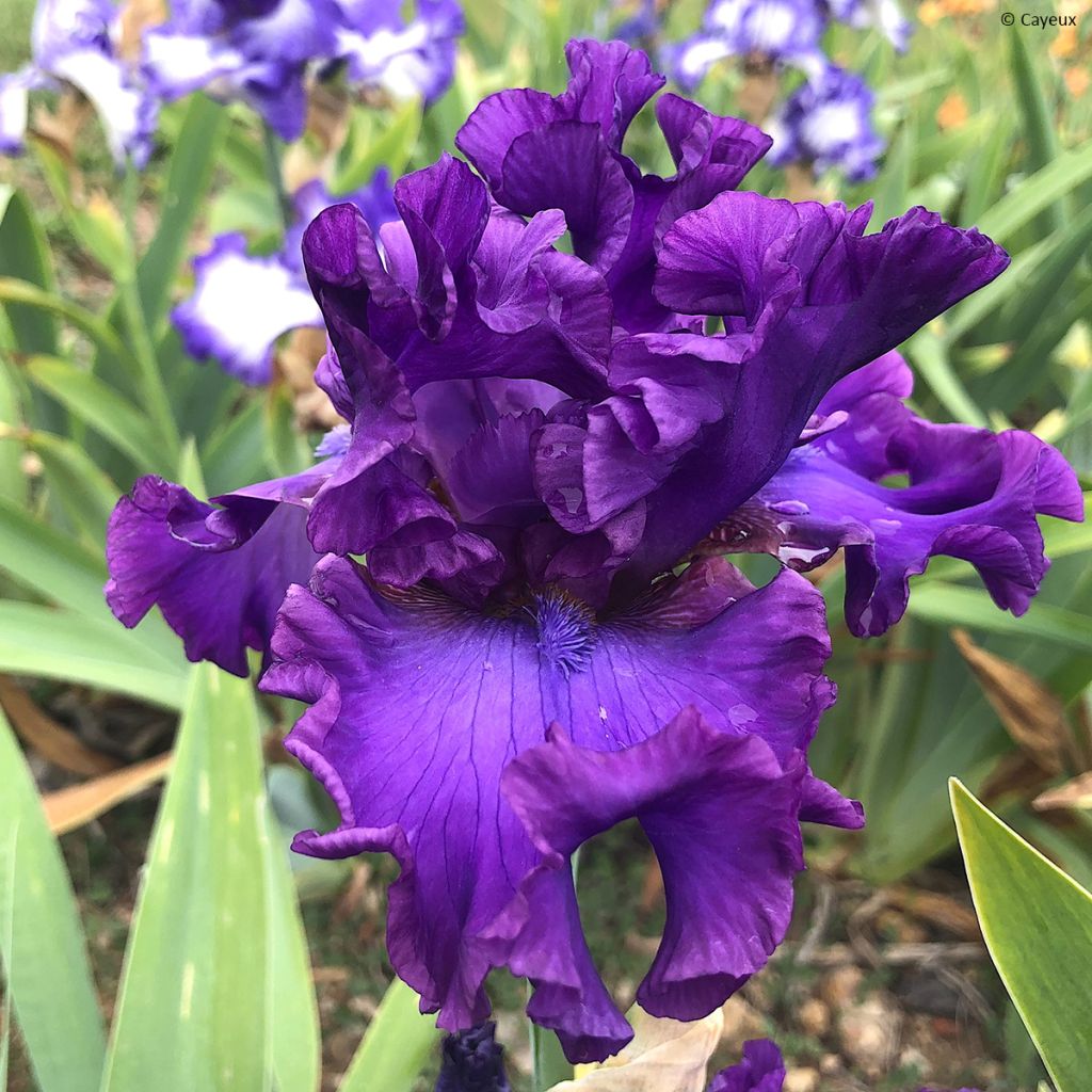 Iris Oh! Susannah - Tall Bearded Iris