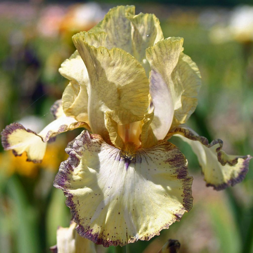 Iris germanica Ominous Stranger - Iris des Jardins