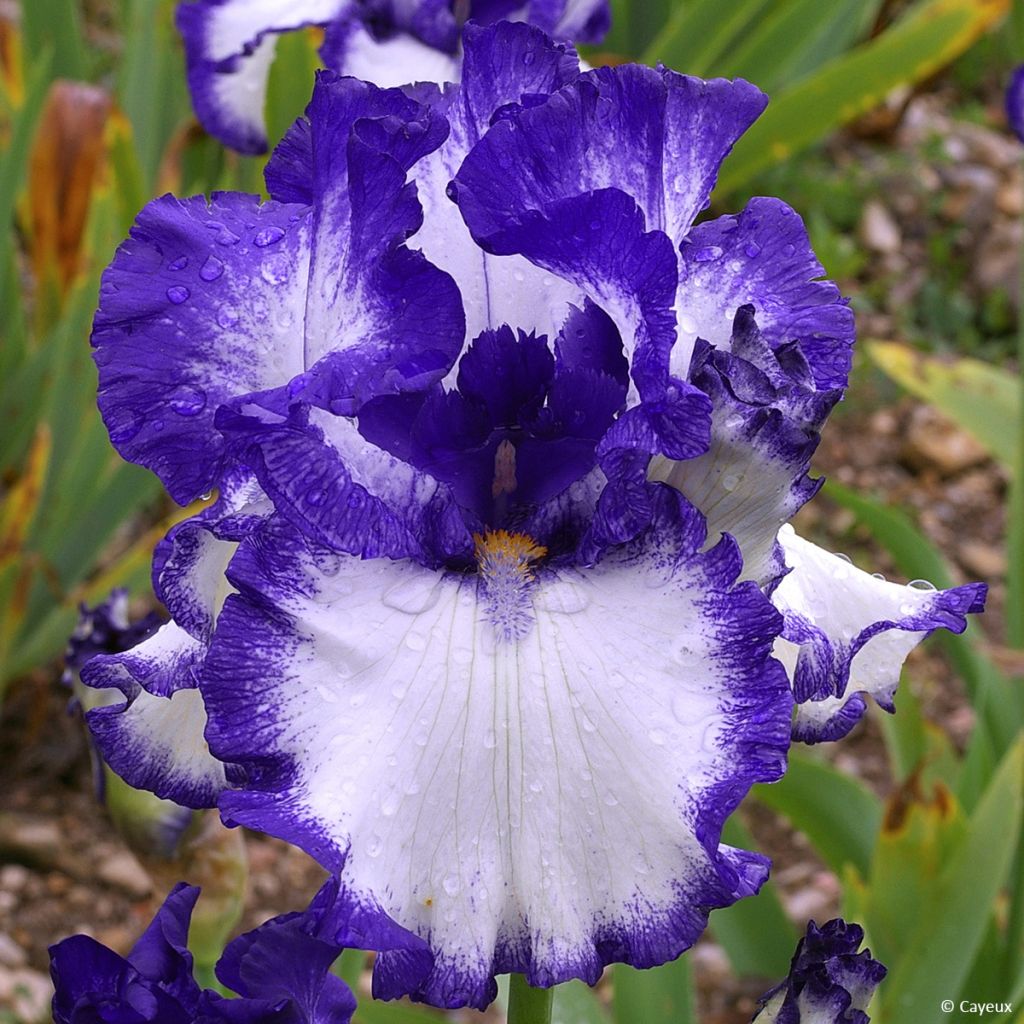 Iris On The Move - Tall Bearded Iris