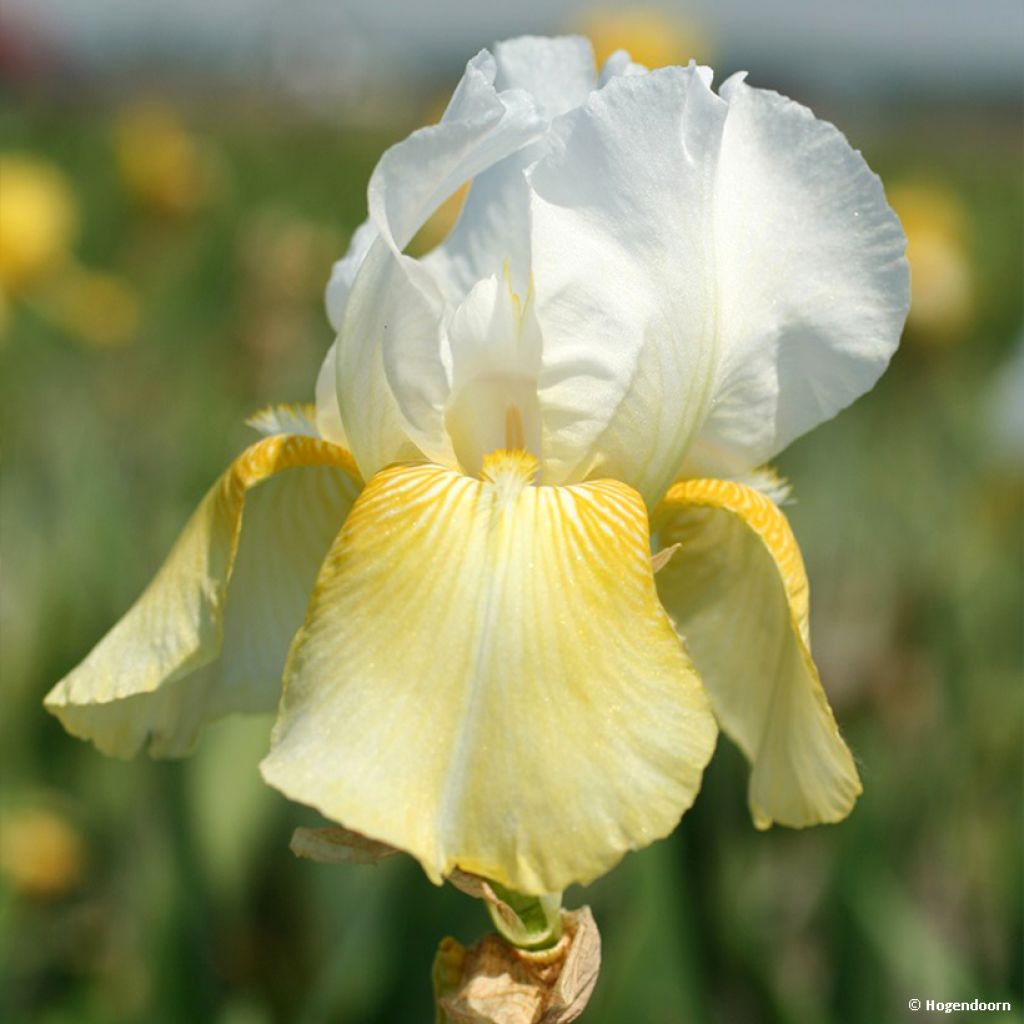 Iris germanica Pinnacle - Iris des Jardins