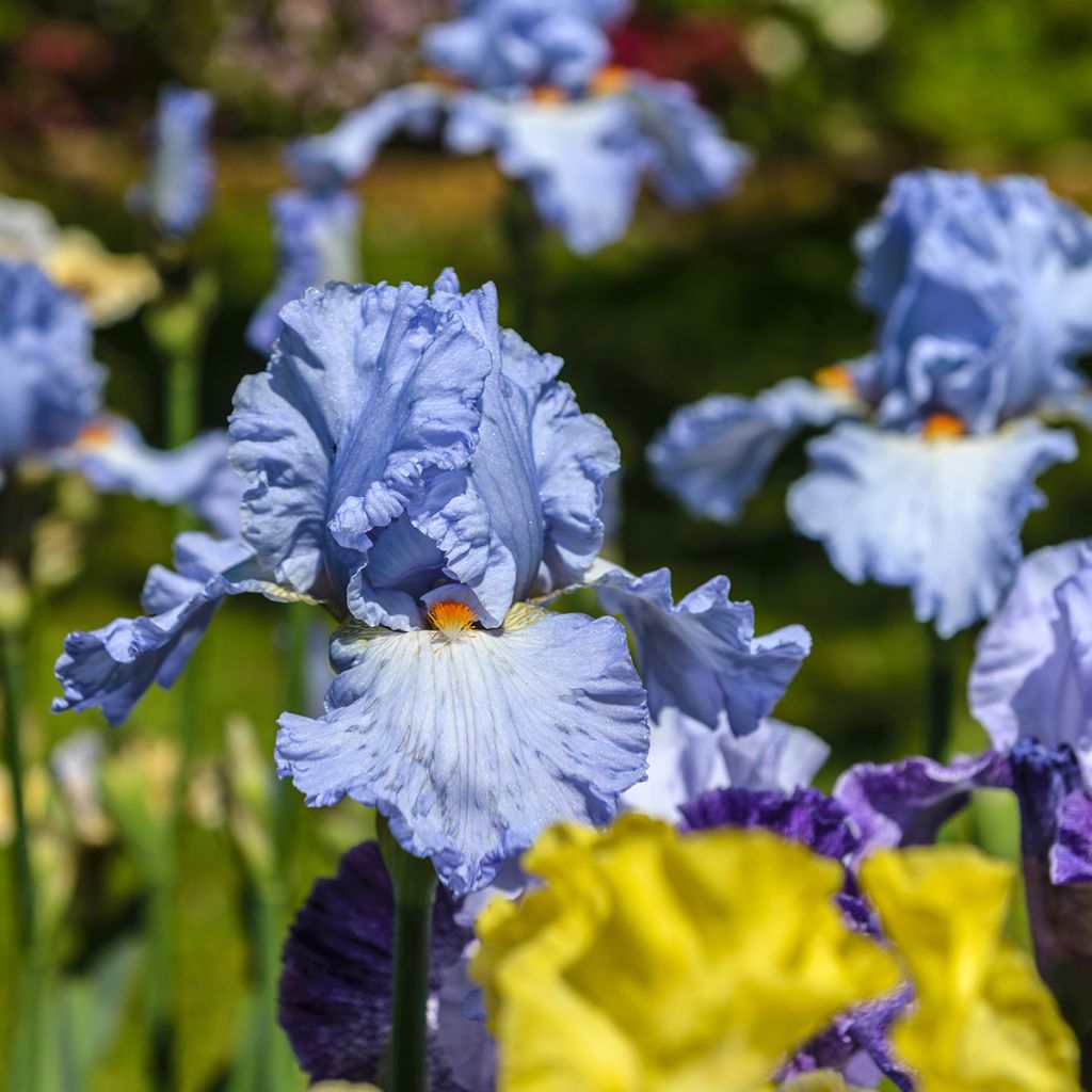 Iris Princesse Caroline de Monaco - Tall Bearded Iris