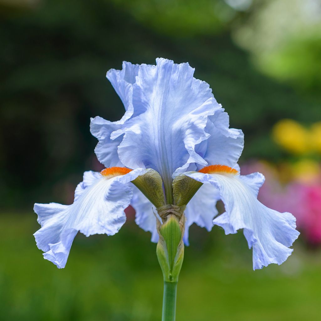 Iris Princesse Caroline de Monaco - Tall Bearded Iris