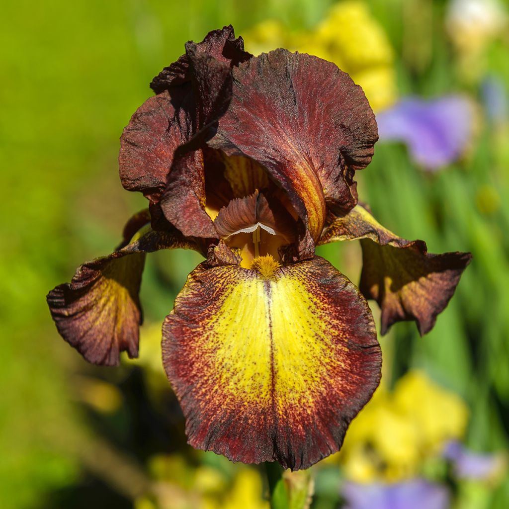 Iris Provençal - Tall Bearded Iris