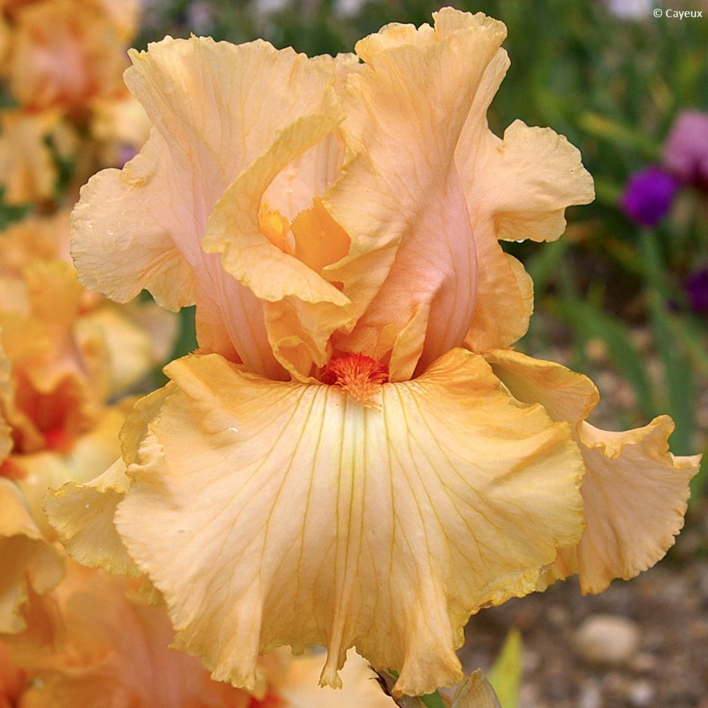 Iris Qualified - Tall Bearded Iris