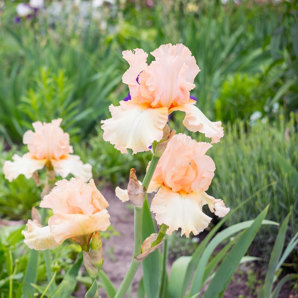 Iris Qualified - Tall Bearded Iris