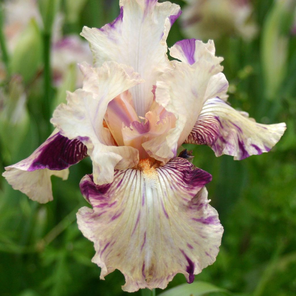 Iris germanica Raspberry Silk - Iris de Bordure.