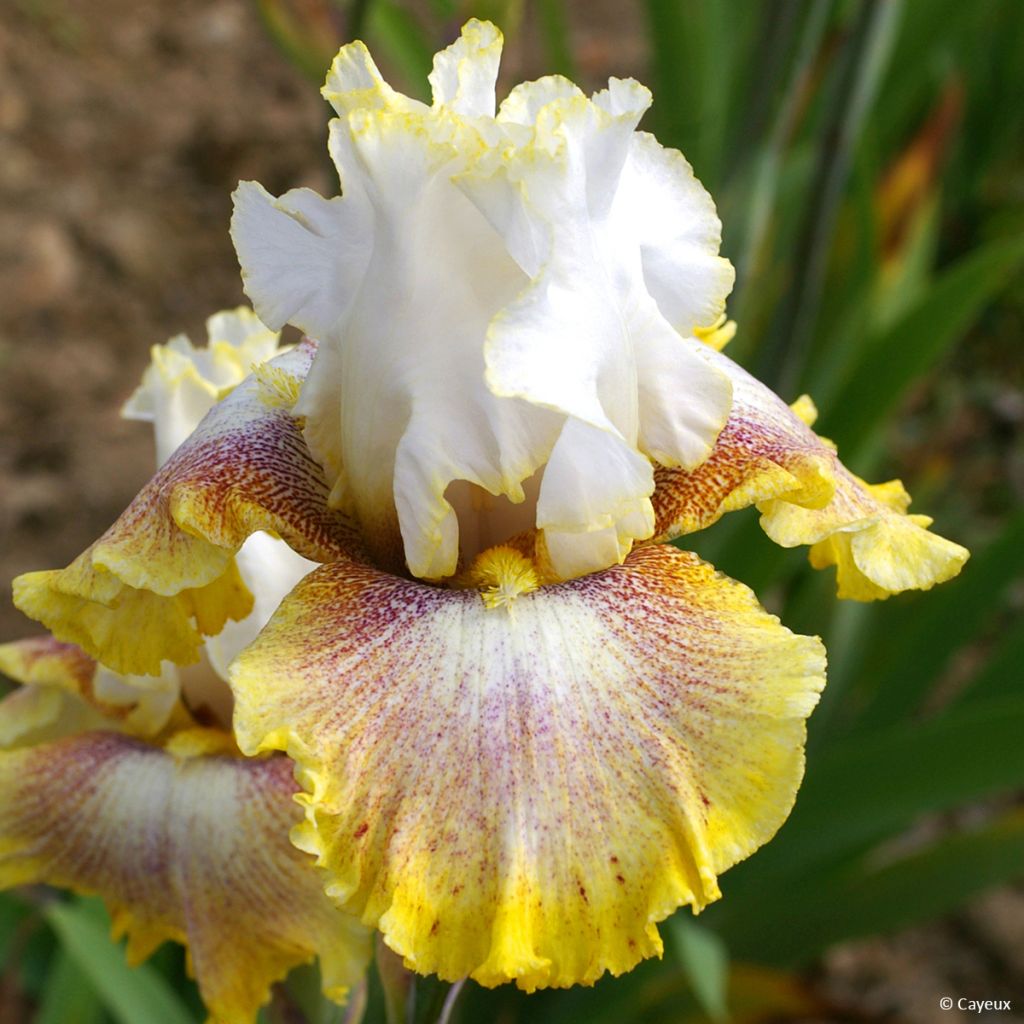 Iris Ring Around Rosie - Tall Bearded Iris