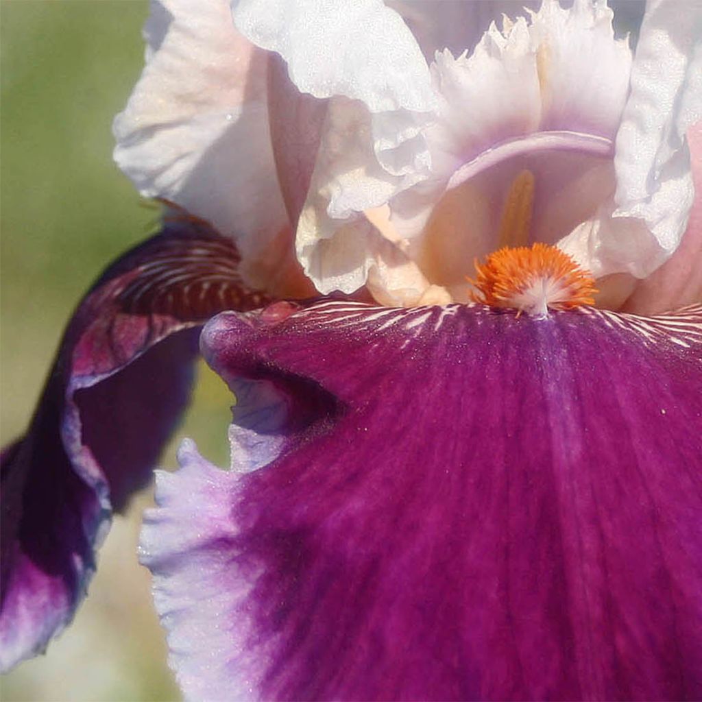 Iris Ringo - Tall Bearded Iris