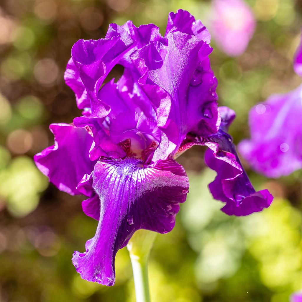 Iris Rosalie Figge - Tall Bearded Iris