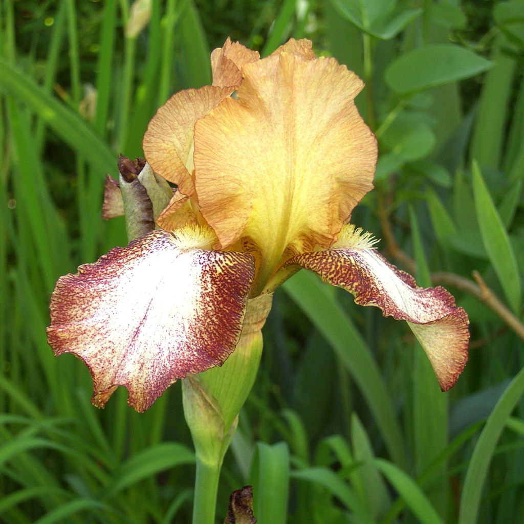 Iris germanica Siva Siva - Iris des Jardins