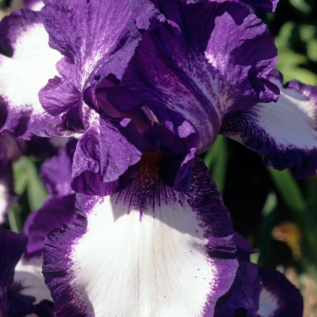 Iris Stepping Out - Tall Bearded Iris