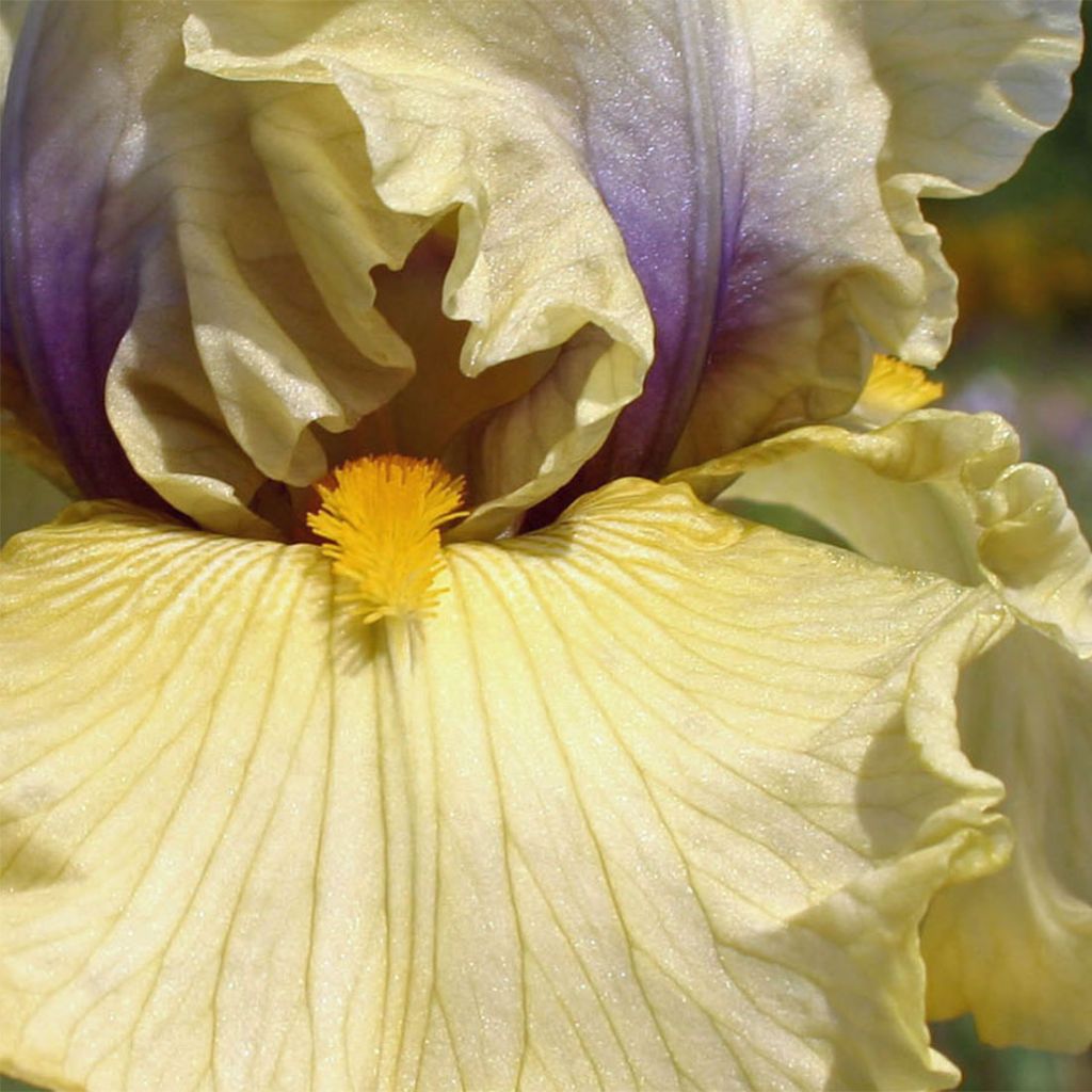 Iris germanica Trade Secret - Iris des Jardins