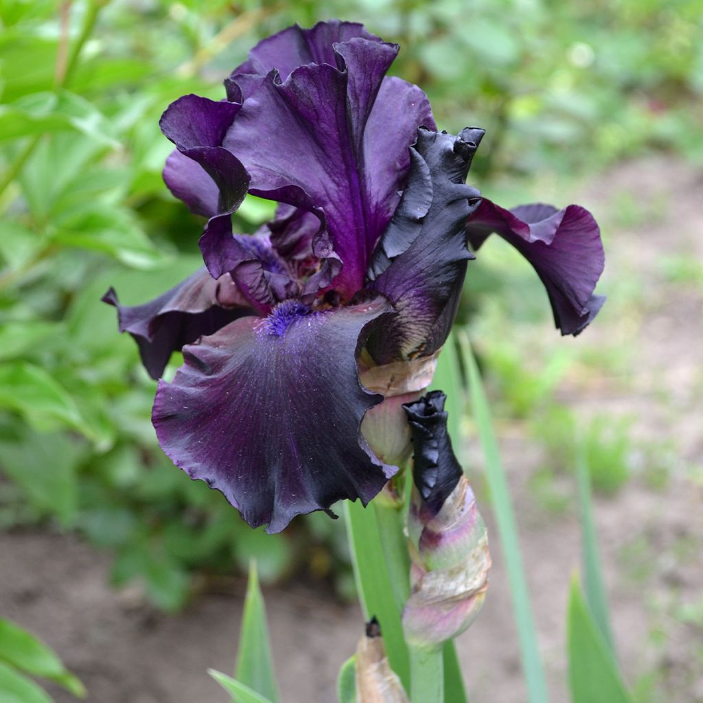 Iris germanica Tuxedo - Iris des Jardins