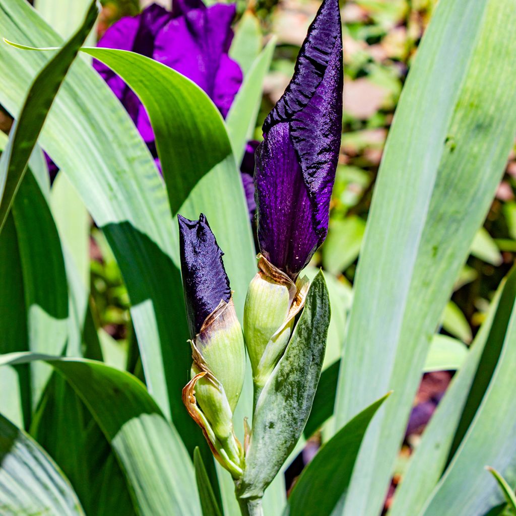 Iris Tuxedo - Bearded Iris