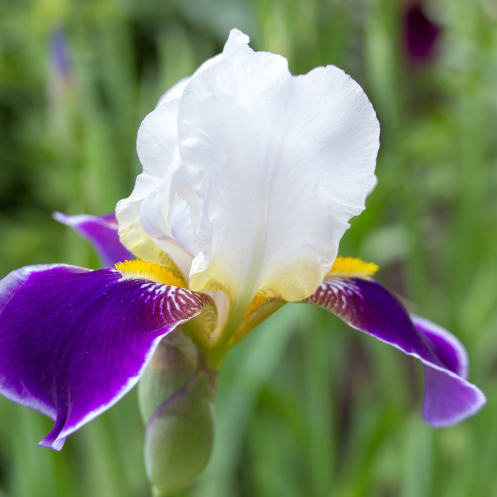 Iris Wabash - Tall Bearded Iris