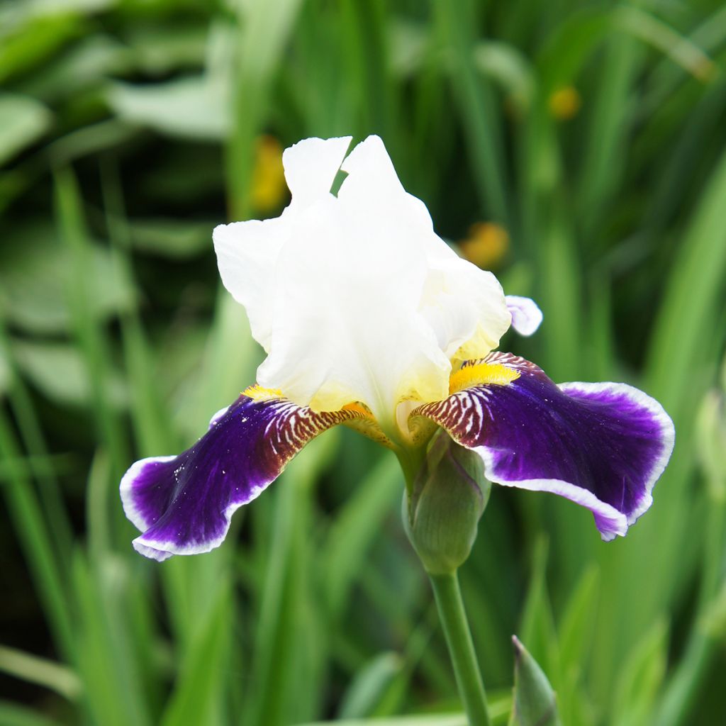 Iris Wabash - Tall Bearded Iris