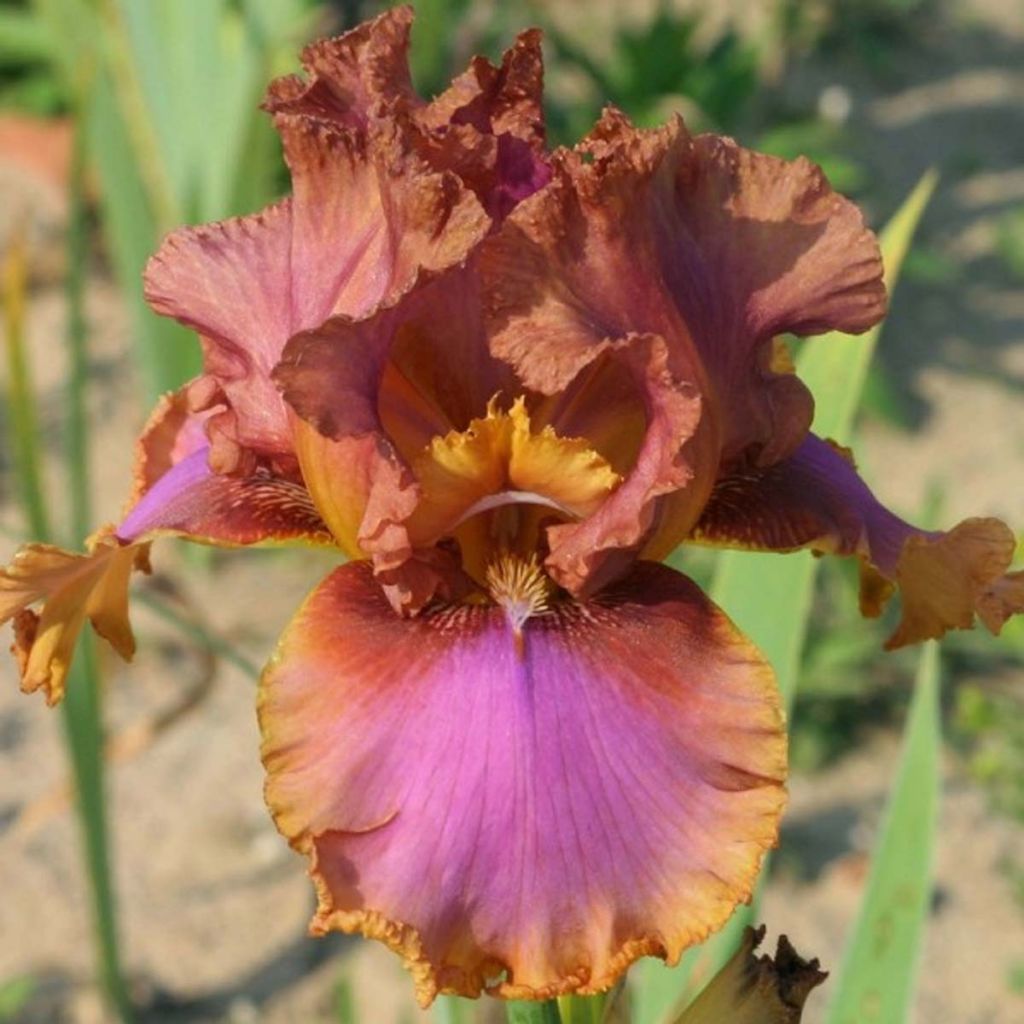 Iris germanica Wild Frontier