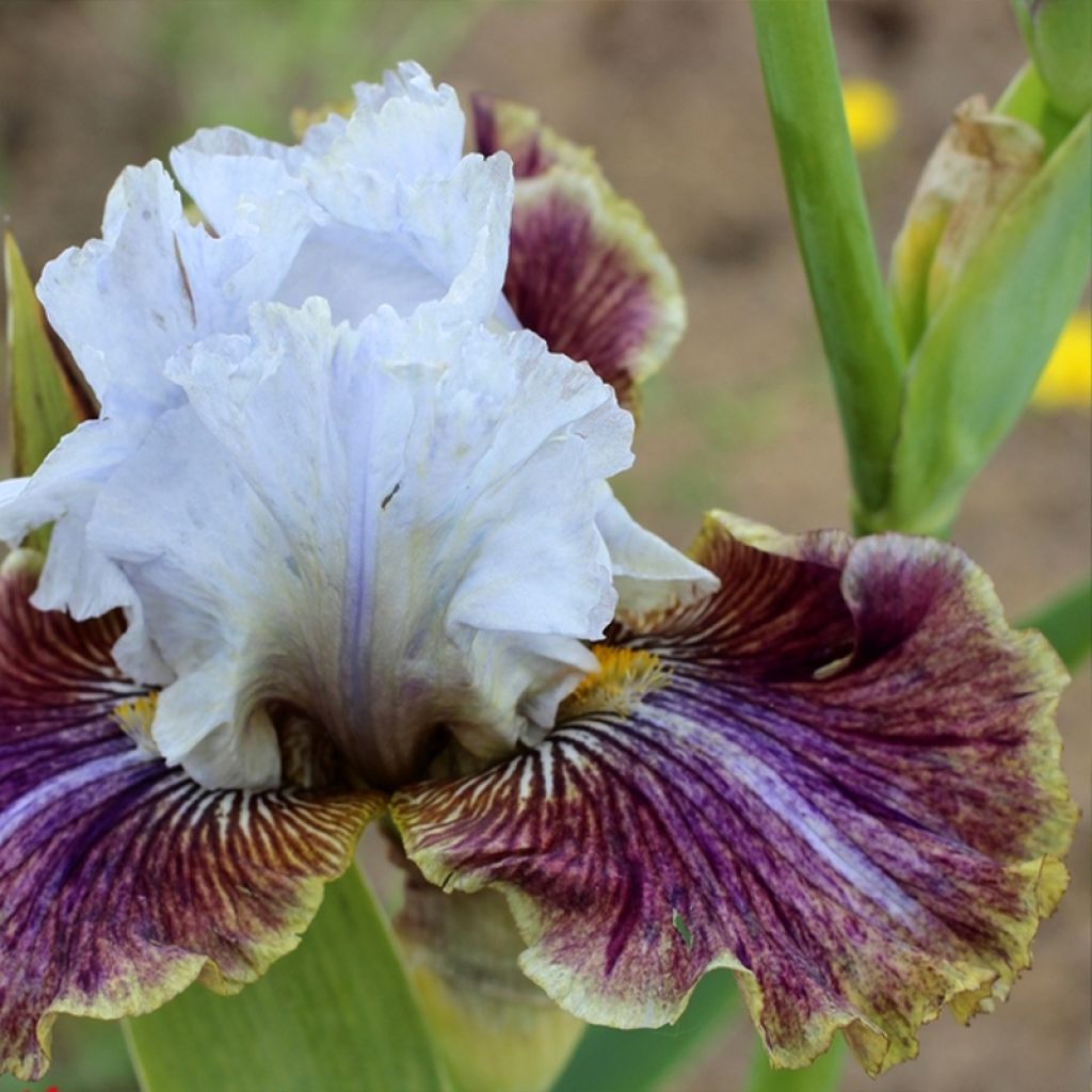 Iris germanica Coloration Végétale - Iris des Jardins