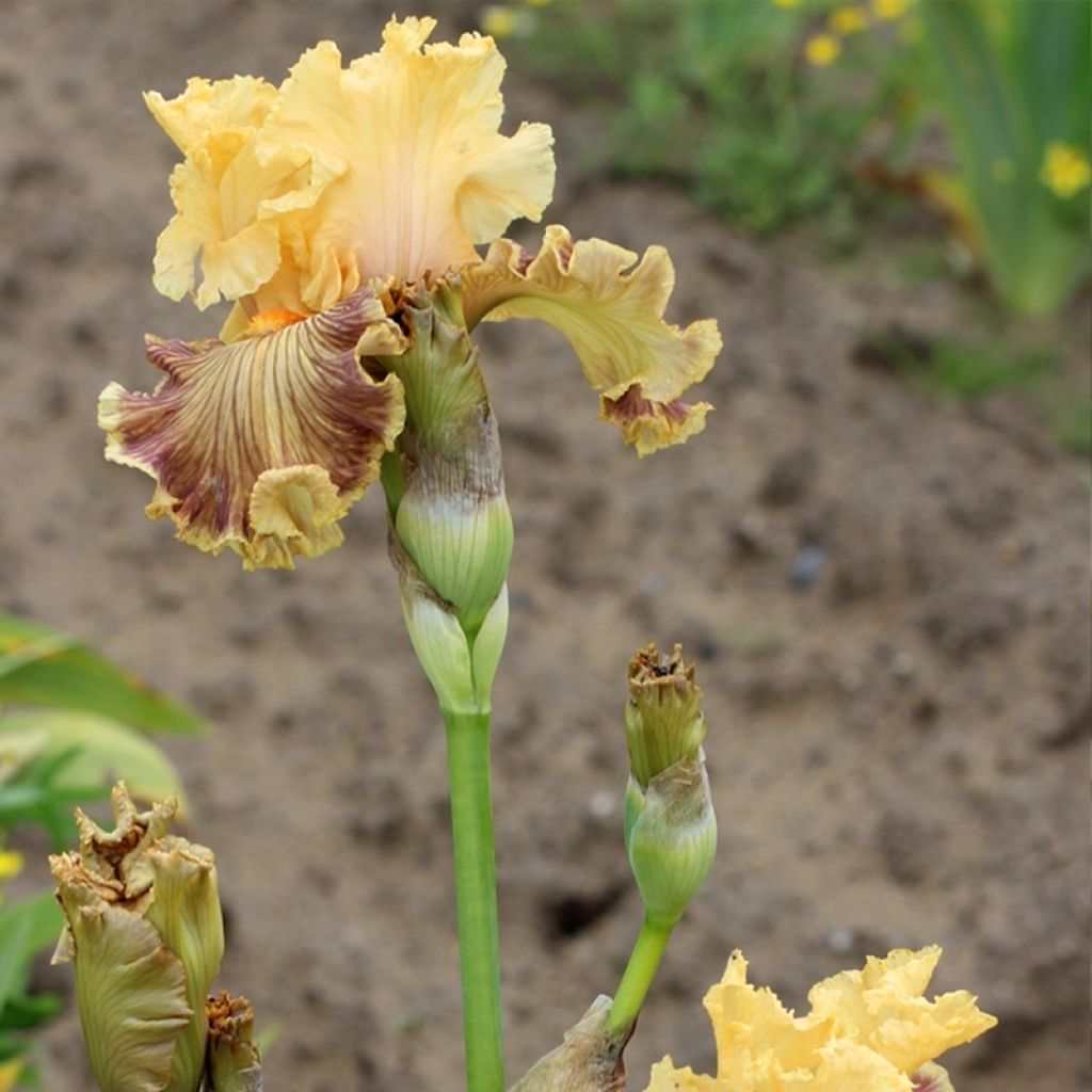 Iris Vieilles Vignes - Tall Bearded Iris