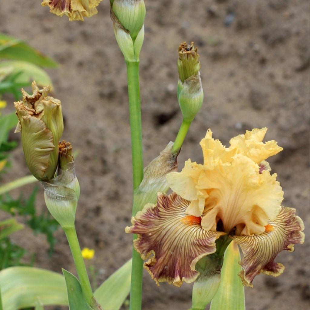 Iris Vieilles Vignes - Tall Bearded Iris