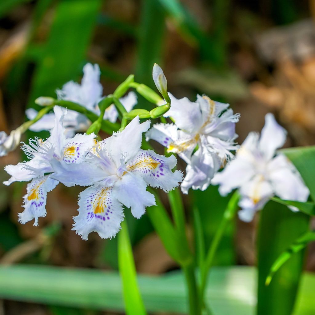 Iris japonica - Iris frangé, Iris dit du Japon 