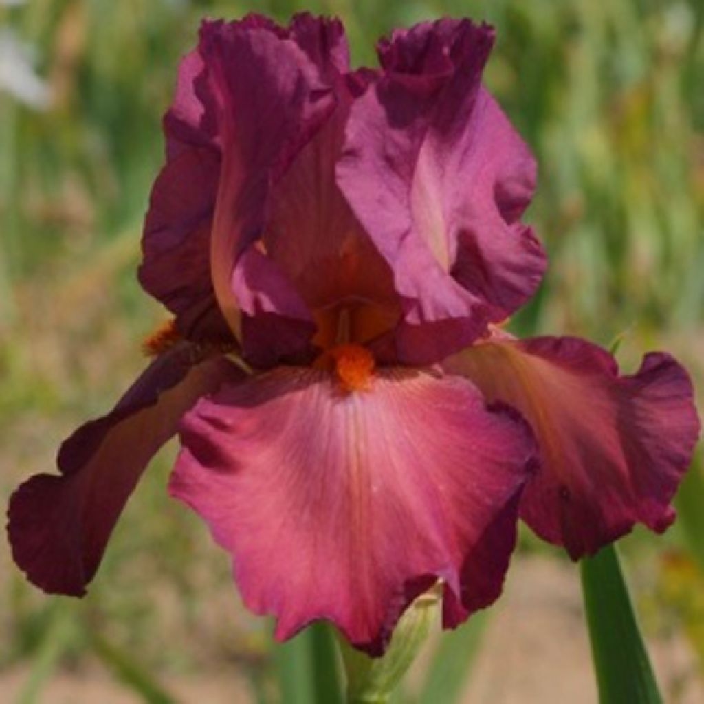 Iris germanica Lady Friend