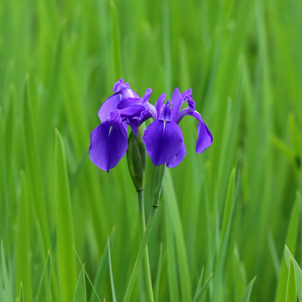 Iris laevigata - Water Iris