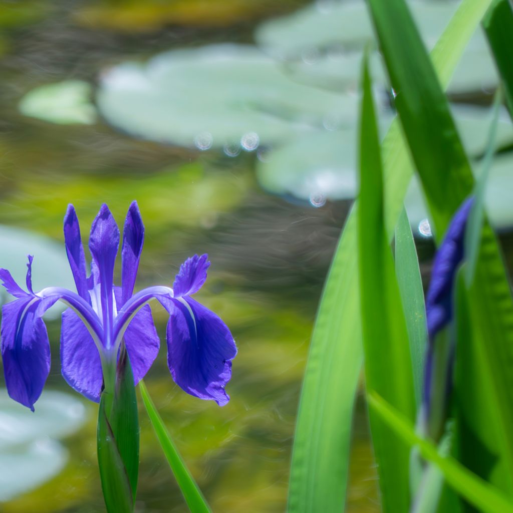 Iris laevigata - Water Iris