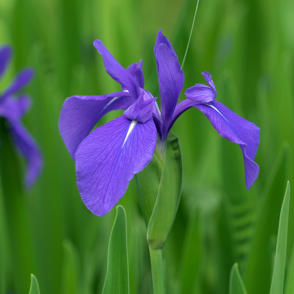 Iris laevigata - Water Iris